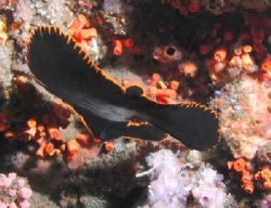Juvenile Prinnate Batfish - Lembeh Strait - October 2004 by Dale Treadway 